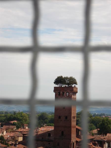 The Guinigi tower seen from the clock tower