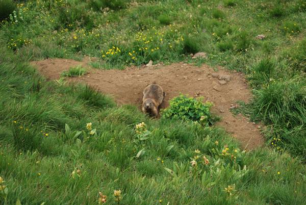 Young marmot
