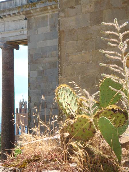 Prickly pears among ancient stone in Civita di Bagnoregio, column and bell tower behind