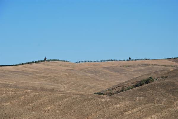 Golden plowed hills and cypress rows in Val d'Orcia, San Quirico