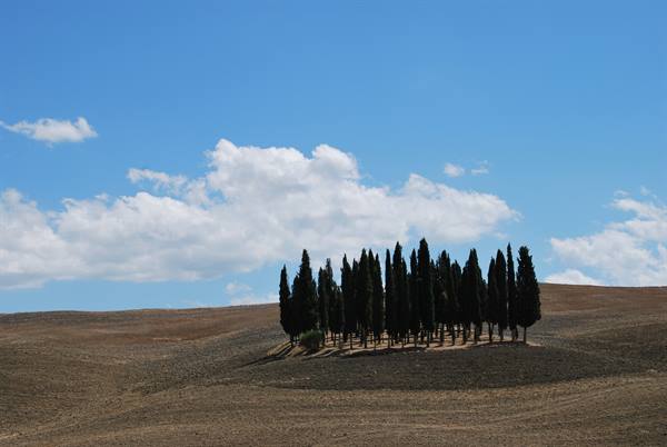 Cluster of cypress trees on dry hill at San Quirico d'Orcia, blue cloudy sky