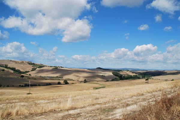 Golden ploughed hills under white clouds, Sienese countryside in summer