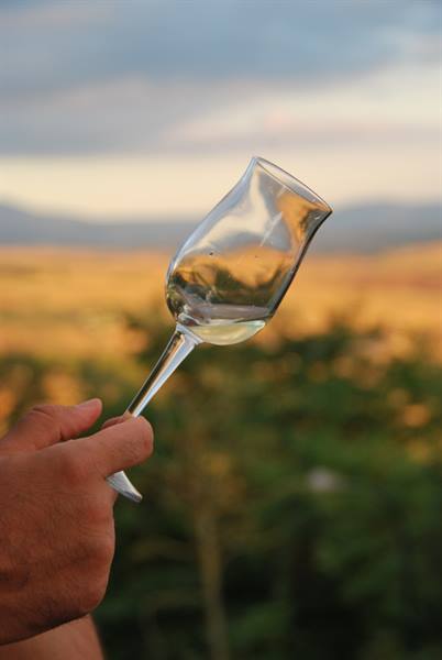 Glass of white wine raised above the cultivated hills of Val d'Orcia