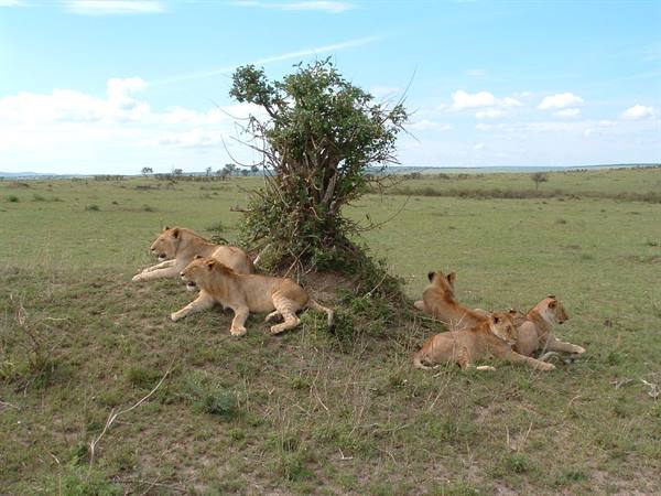 Masai Mara