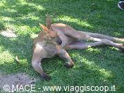 Kangaroo