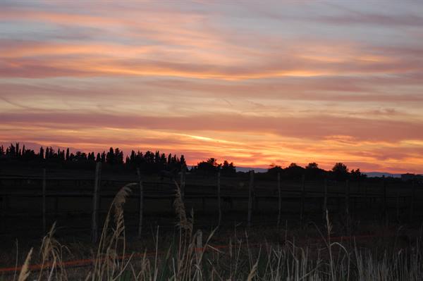 Orange and pink sky above wooden fence, trees and dry grasses at dusk