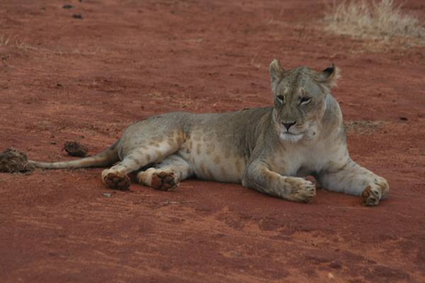 Lioness resting on red dirt, gazing toward the camera