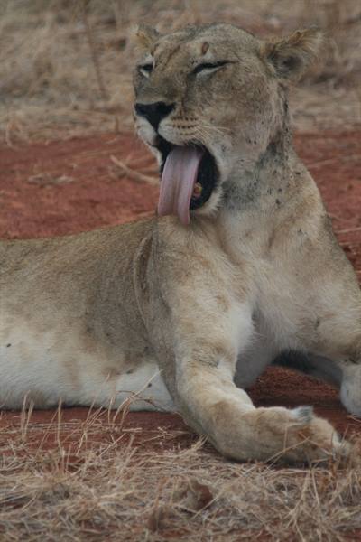Lioness yawning while lying on red soil among dry grass