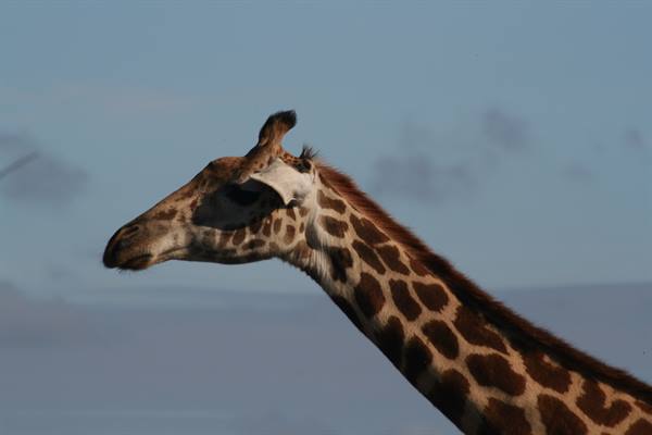 Giraffe head and neck against a blue sky, natural light