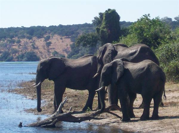 Elephants