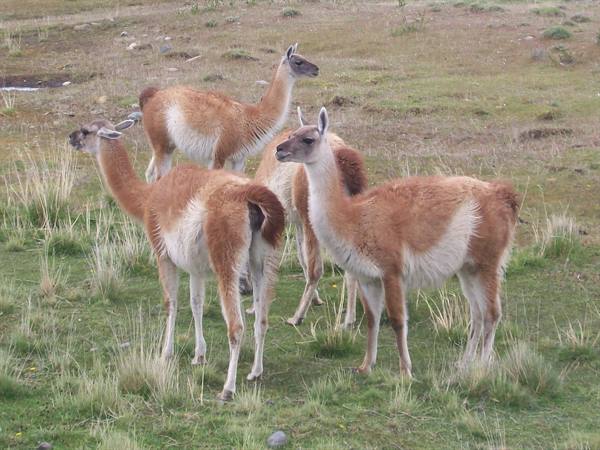 guanachi