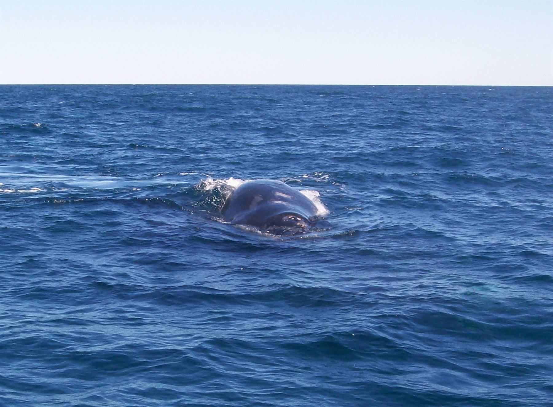Valdes Peninsula-whales