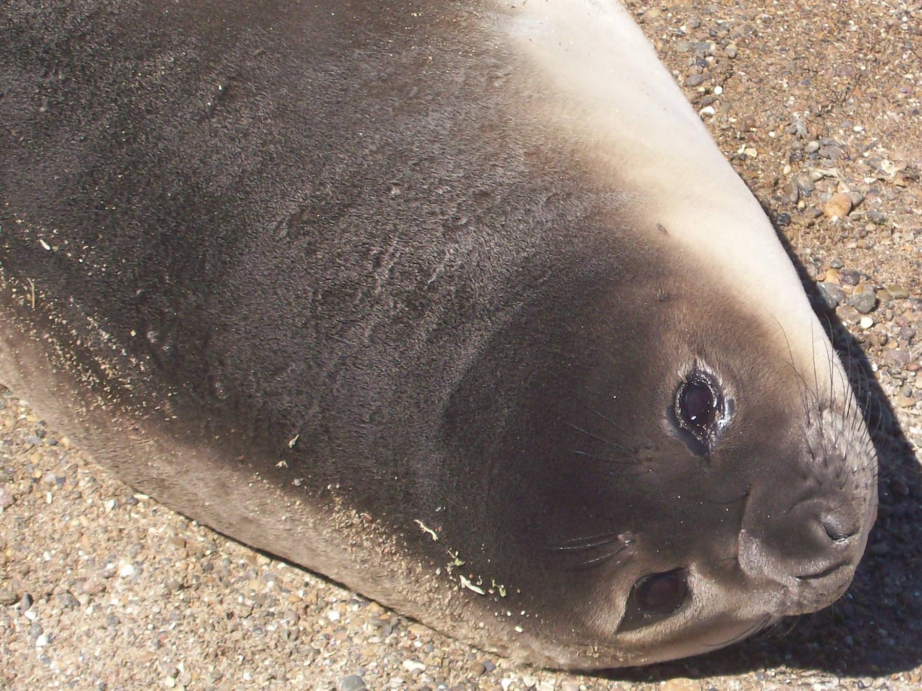 Punta Tombo-sea lion