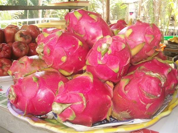 The dragon fruit