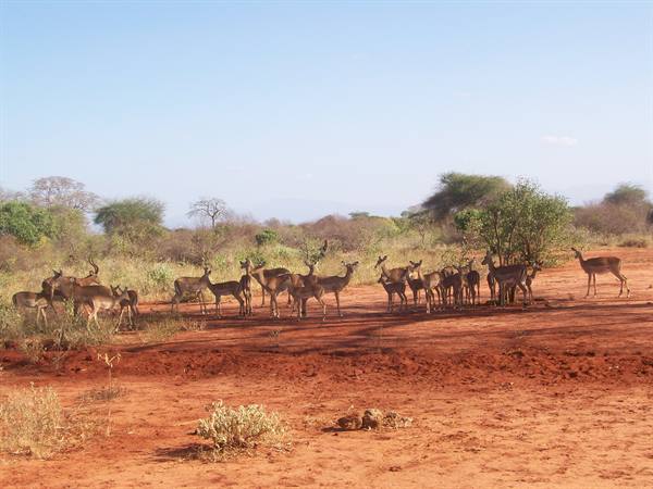 Tsavo West