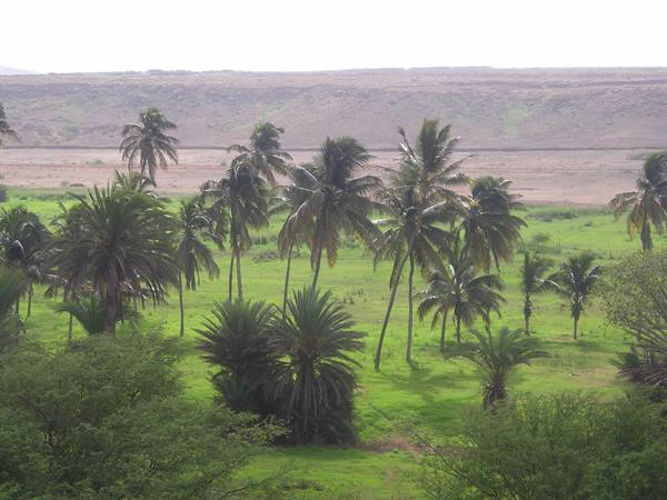 Coconut palms in a green oasis beneath arid hills