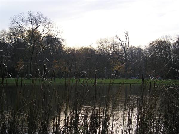 Pond with reeds in front of autumn trees and meadow