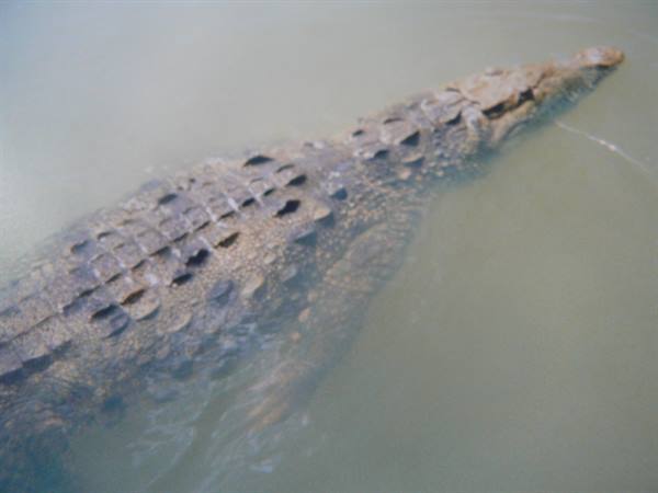 Crocodile swims in murky water, dark scales visible above the surface