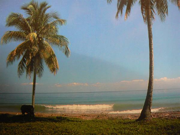 Two palm trees on the beach, blue ocean waves, tropical light
