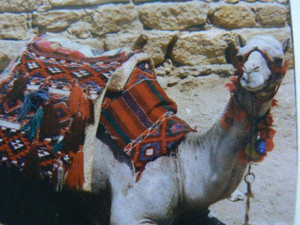 White camel with colorful decorated saddle in front of stone walls