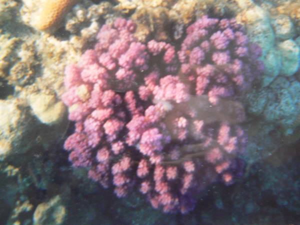Pink coral underwater among pale rocks, filtered sunlight