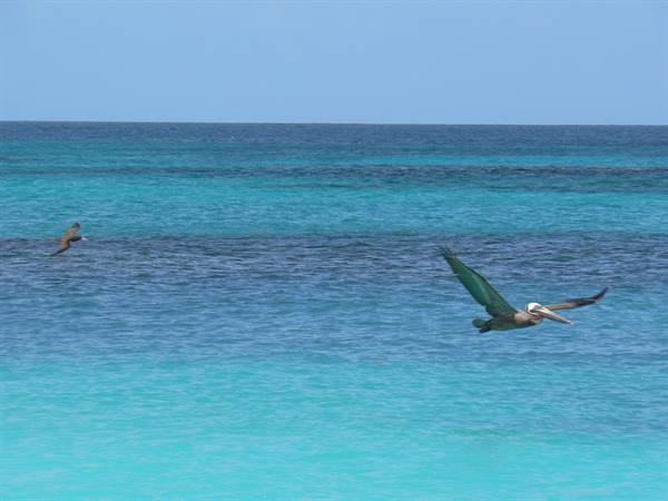 Pelican flying low over turquoise Caribbean waters