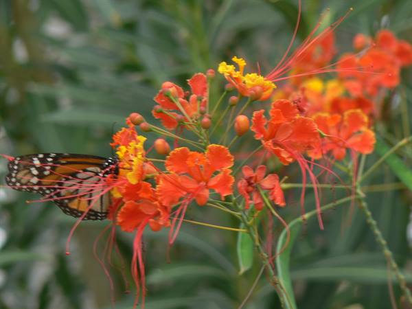 A monarch butterfly sips nectar from red dwarf poinciana flowers