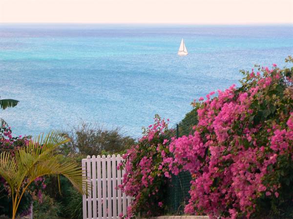 White garden gate among pink bougainvillea facing turquoise sea with a sailboat