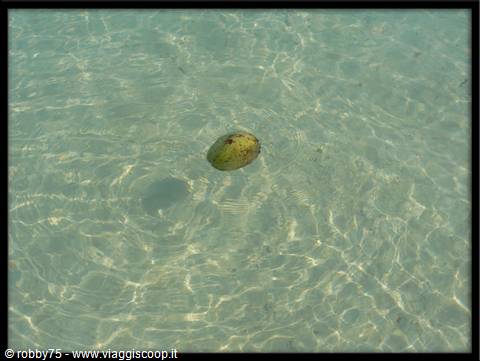 Coconut floating in shallow crystal-clear turquoise water