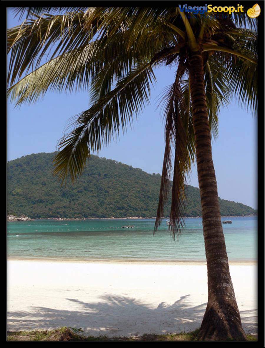 Palm tree on white sand beach, turquoise sea and green hill behind