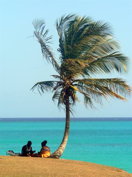 Two people sitting under a leaning palm tree on grass by turquoise sea