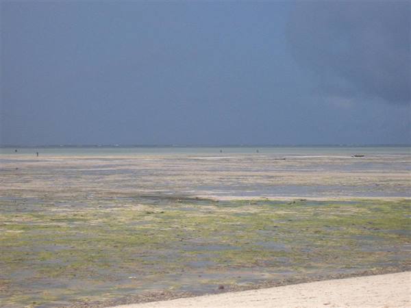 Jacaranda beach low tide