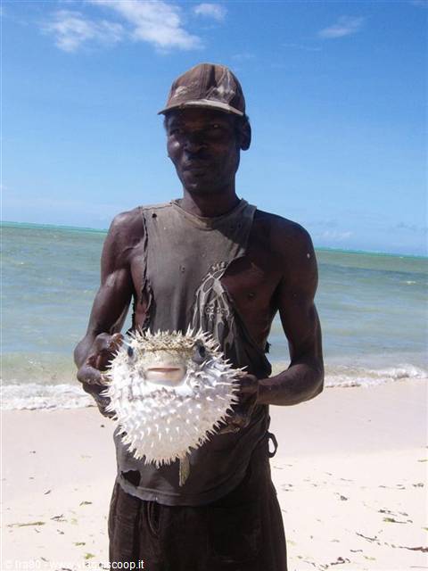 Kenya - Pufferfish fisherman