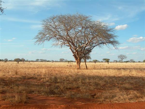 Safari Tsavo east