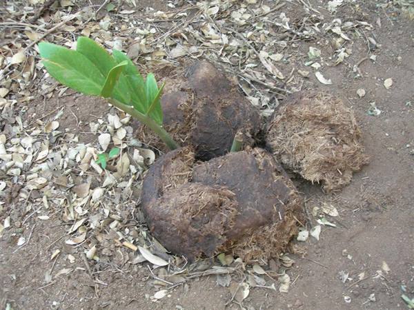 Safari Elephant Poop!!