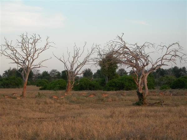 Safari Tsavo east