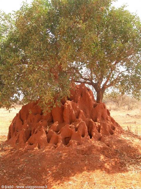 Safari Tsavo East... termite mound!