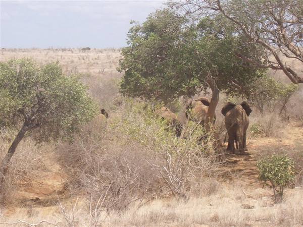 Safari Tsavo elephants in the shade!