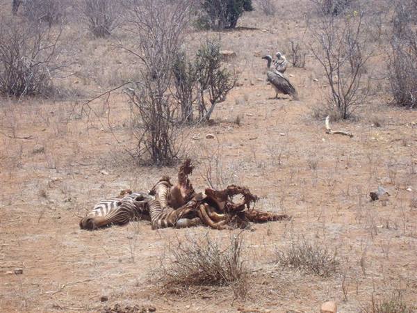 Safari.. the law of nature...