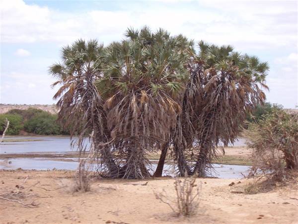 Kenya Tsavo East