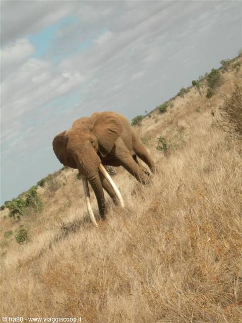 Kenya Safari tsavo east