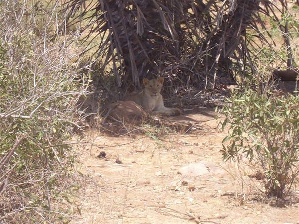 Lioness safari Tsavo East