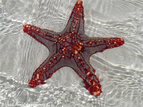 Red starfish in clear shallow water over white sand