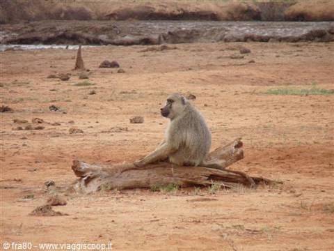 Baboon sitting on dry log, red sandy soil and river behind