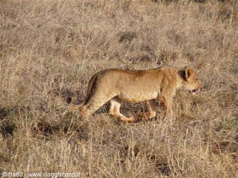 Young lioness walking through dry savannah grass