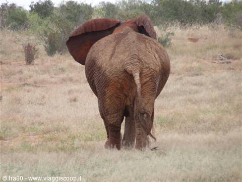 Elephant from behind walking through dry grass and bushes, ears spread