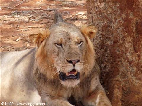 Male lion resting in the shade beside a tree trunk, red soil around