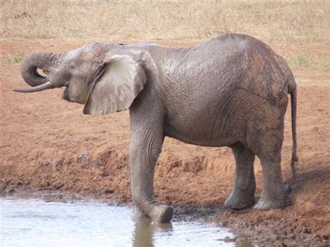 Elephant with curled trunk drinks at a muddy waterhole