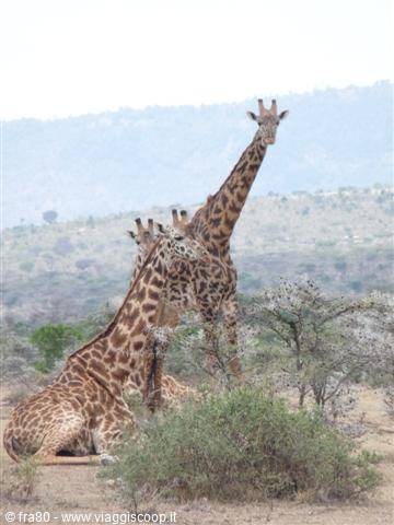 Three giraffes on the savanna: two resting, one standing among acacias