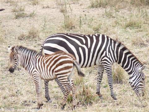 Adult zebra and foal grazing on dry savanna grass